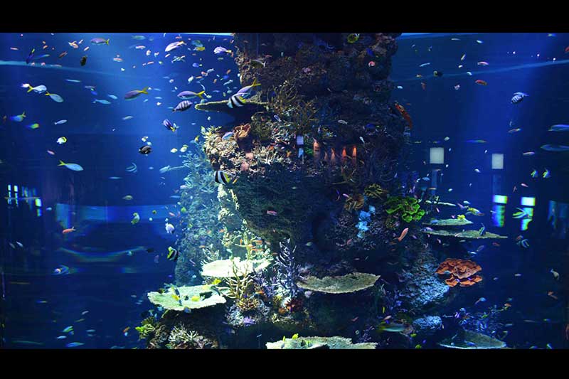 sentosa-aquarium